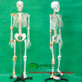 SKELETON09 (12370) Ciência Médica 180 Humanos Modelo Esqueleto c / Ligamento Masculino Feminino Opcional 12370